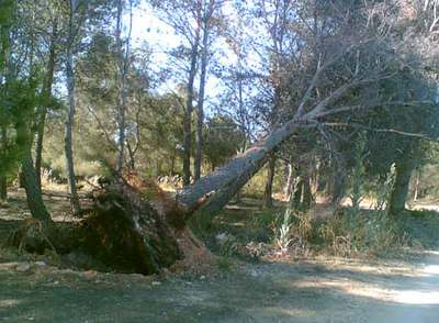 Un árbol arrancado en la dehesa del Carrascal.