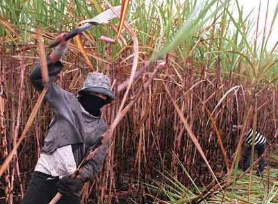 Un trabajador corta caña de azúcar en una plantación en São João, 300 kilómetros al norte de Río de Janeiro.