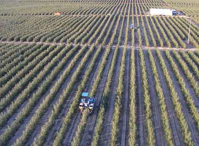 El sector olivarero ha llevado a cabo un importante proceso de reconversión en las últimas décadas.