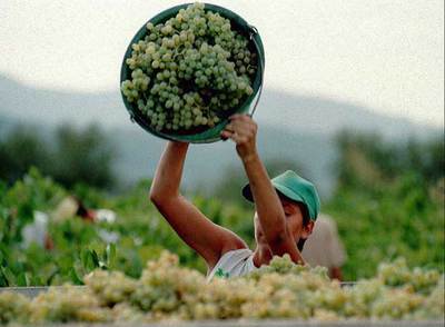 Una joven vendimiadora del Penedès descarga uvas en Sant Sadurní.