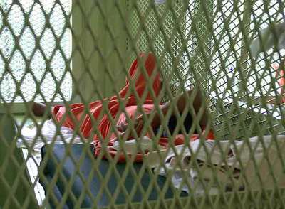 Un detenido descansa en su celda en la base de Guantánamo.