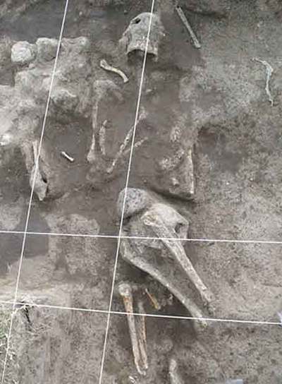 Uno de los esqueletos hallados en Apan (México).