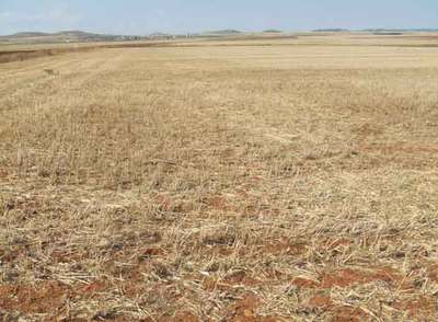 Amarillo campo vallisoletano, el de los rastreadores de palabras.