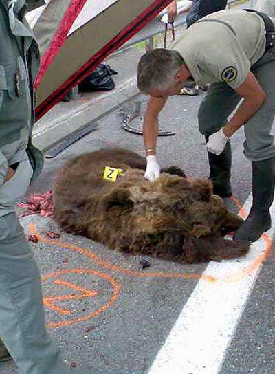 El cadáver de la osa  Franska,  después de su atropello.