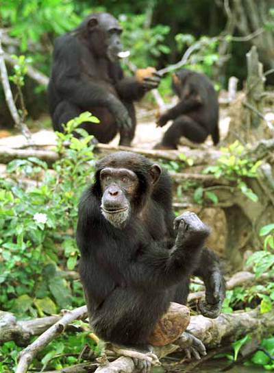 Chimpancés comiendo.