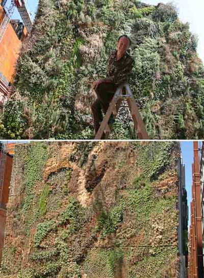 Aspecto del  Jardín vertical  de CaixaForum el día de su presentación, en julio (arriba), y ayer.