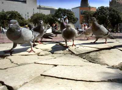 Las baldosas de la plaza de Catalunya se cambiarán tras la Mercè