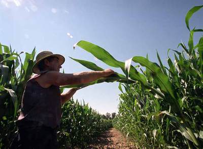 Un agricultor recoge maíz transgénico en un campo de cultivo.