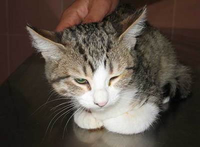 El gato  Mica,  herido en un ojo, después de ser curado en la asociación El Refugio.