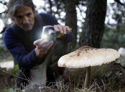 Un aficionado a la recogida de setas fotografía una   Macrolepiota procesa,    una especie comestible, en la sierra de Guadarrama. 