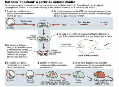 Estirpes de ratones noqueados para descifrar sus genes