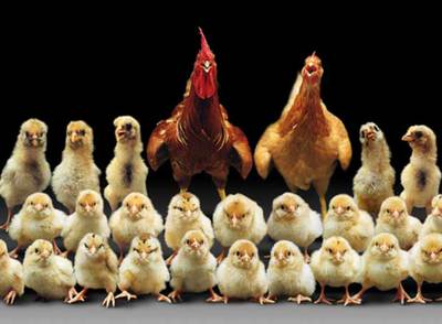  Lucky Family,  fotografía de Yang Zhen Zhong, una de las obras que se pueden ver en la muestra  Bêtes et hommes. 