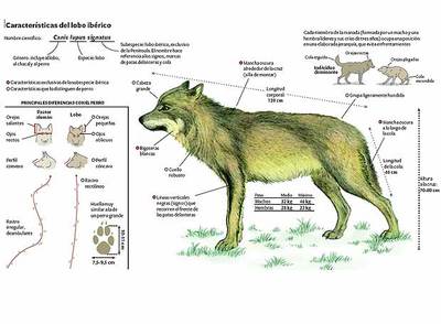 El lobo vuelve al punto de mira