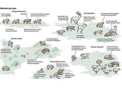 El lobo vuelve al punto de mira