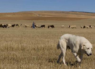 Un mastín cerca del hato de ovejas que cuida un pastor, en la zona  de Molina de Aragón (Guadalajara).