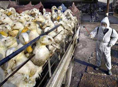 Un técnico sanitario desinfecta un camión de patos en el mercado de Nanjing, en la provincia de Jiangsu.