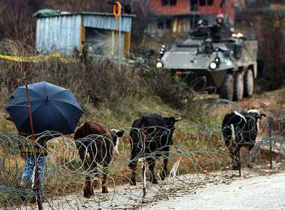Un ganadero albanokosovar pasa ayer con sus vacas ante un blindado de la OTAN cerca del monasterio ortodoxo serbio de Stari Vrac.