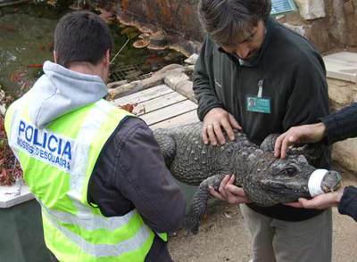 Rescatado de un circo un cocodrilo negro, en peligro de extinción