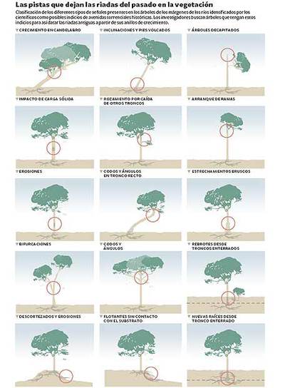 Archivo de riadas en los árboles