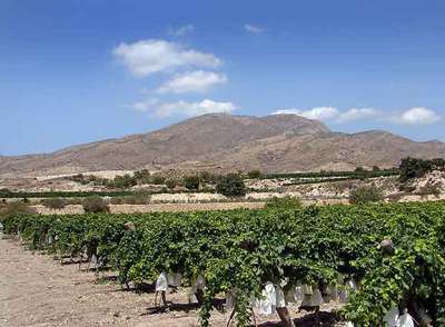 Viñas de Monforte por las que pasará la línea de alta tensión.