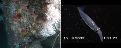 Comunidad de corales fríos  (Madrepora oculata),  a 300 metros de profundidad (izquierda), y un calamar, fotografiados en el cabo de Creus desde el submarino  Jago .