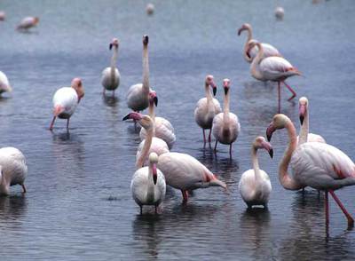 La mayoría de los flamencos que acuden a comer a la finca sevillana Veta la Palma (en la foto) proceden de la laguna de Fuente de Piedra, en Málaga.