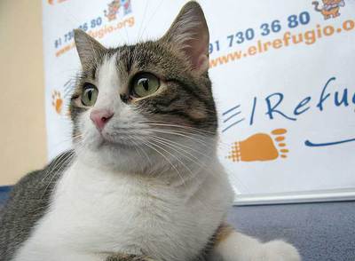  Nico,  el gato que sobrevivió tras ser arrojado desde un coche.