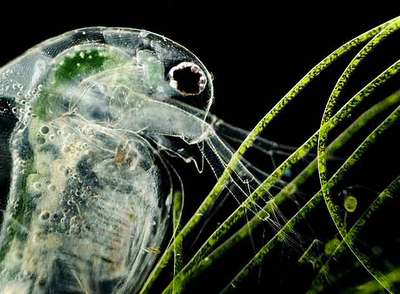 Imagen de la serie documental Mundos diminutos.  RUBÉN DURO  ASA