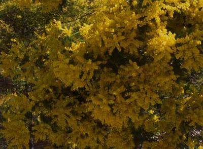Una mimosa del jardín de Cap Roig.