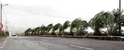 LAS PALMERAS COLINDANTES A LA CARRETERA DE LAS PUNTAS SE DOBLAN POR LOS VIENTOS DE MÁS DE 120 KILÓMETROS POR HORA.