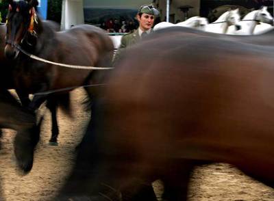Los caballos andaluces bailan en el Retiro