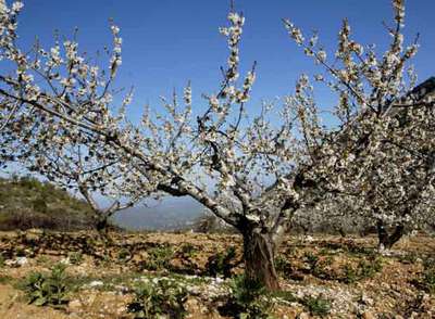 Cerezos en flor en sierra Mágina, en la provincia de Jaén.