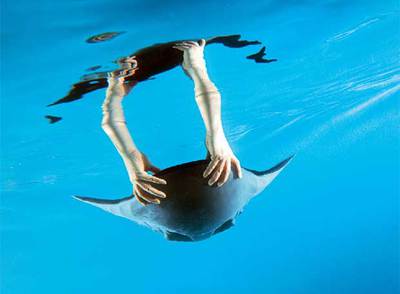  Aqua_ray,  de Festo, un pez raya hidráulico teledirigido, que reproduce el sistema de movilidad de los peces.