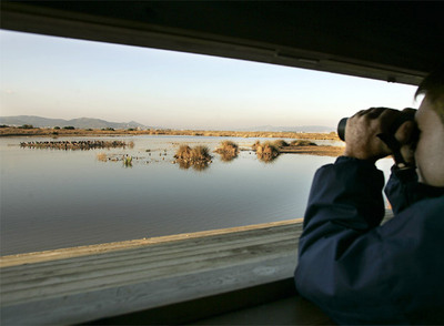 Observación de aves en el delta del Lobregat.