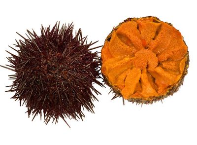 El secreto de los erizos