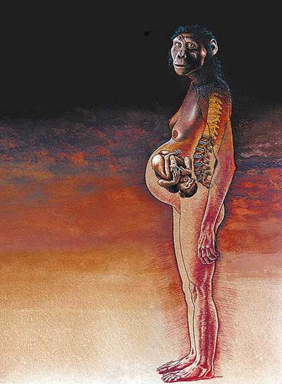 La mayor curvatura femenina se originó en los  Australopithecus. 