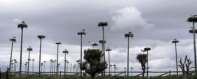 'URBANIZACIÓN' PARA CIGÜEÑAS