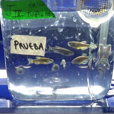 Miles de peces con rayas para investigar