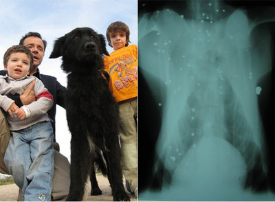 Imagen de  Birmania , la perra que recogió la organización El Refugio, con la familia que la ha acogido. A la derecha, radiografía en la que se ven los perdigones y la bala recibida por el can.