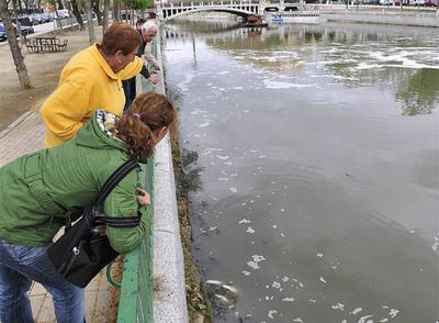 Peces muertos en el Manzanares