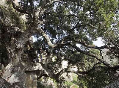 El alcornoque denominado  El Bandolero,  en La Pedriza.