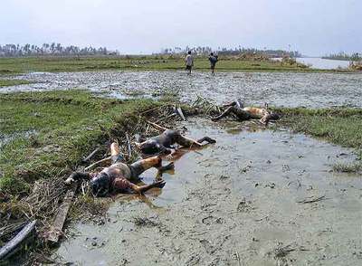Varios cadáveres yacen en el municipio de Irrawaddy, al sureste de Myanmar, tras el paso del ciclón Nargis.
