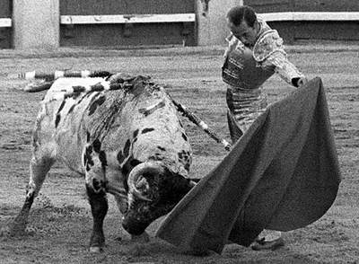 Antoñete, templando al natural a  Atrevido,  el toro blanco de Osborne, el 15 de mayo de 1966.