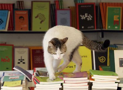 La gata  Feria  vivió entre libros en las casetas del paseo de Coches del Retiro madrileño hace dos años. Al terminar la feria fue adoptada por un traductor.