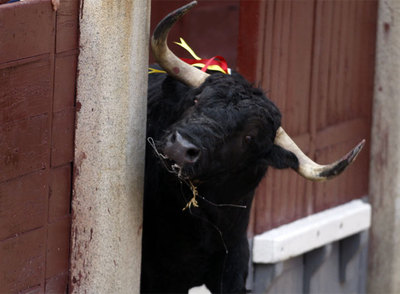 El quinto toro de la tarde,  Panderetón,  sale del callejón al que había saltado momentos antes.
