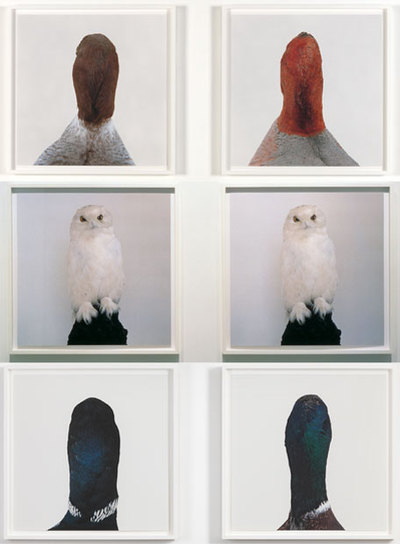 Arriba y abajo,  Sin título, nº 13 , y  Sin título, nº 15 , de la serie  Pares de pájaros.  En el centro,  Búho muerto , de Roni Horn.