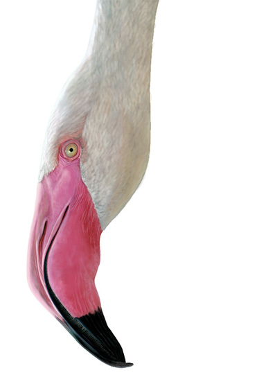 Flamenco dibujado por Nicolás Fernández en el libro  Bocas  (Faktoría K de Libros).