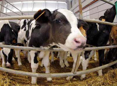 La huelga de veterinarios paraliza los mataderos, salvo el de Celanova