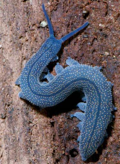 Un onicóforo  Peripatoides novaezealandiae , de Nueva Zelanda.