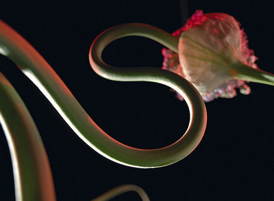 A fotografía grande,  A horta de Carnati , é de Xoán Piñón.